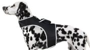Dog Cat Collar Mount GPS Pets Tracking Device Waterproof GPRS Locator Size:S